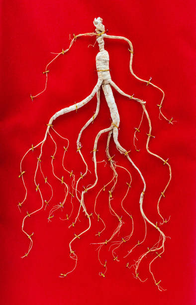 dried ginseng root on red background - ginseng dried plant homeopathic medicine dry imagens e fotografias de stock