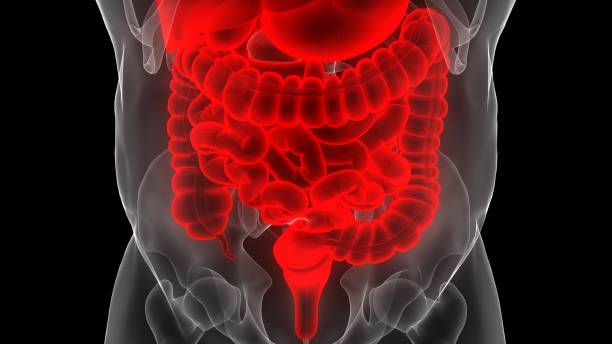 istock Human Digestive System Large and Small Intestine Anatomy 1391863811