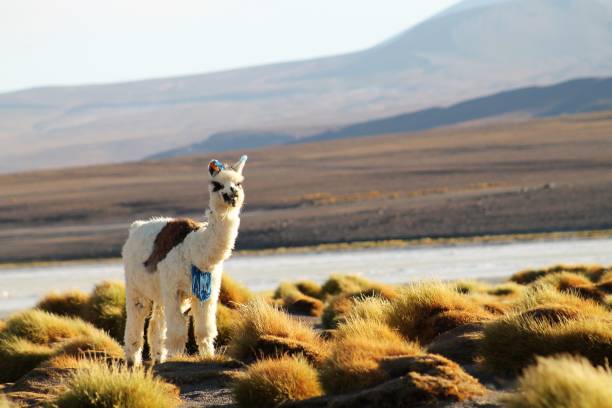 istock Llama in Bolivia 1391864095