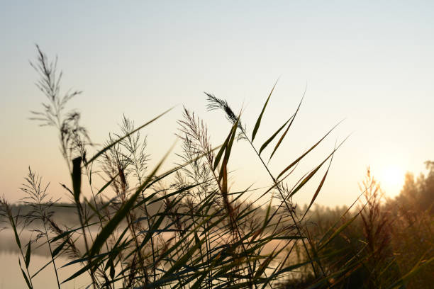 川の葦、湖の上の太陽の朝、日の��出。美しい夜明けの風景、葦のシルエット - 湖岸 ストックフォトと画像