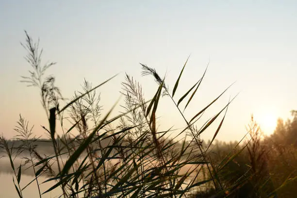 Photo of River reeds, sun morning on the lake, sunrise. Beautiful dawn landscape, silhouette of a reeds