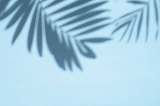 Gray shadow of palm leaves on a light blue background, copy space