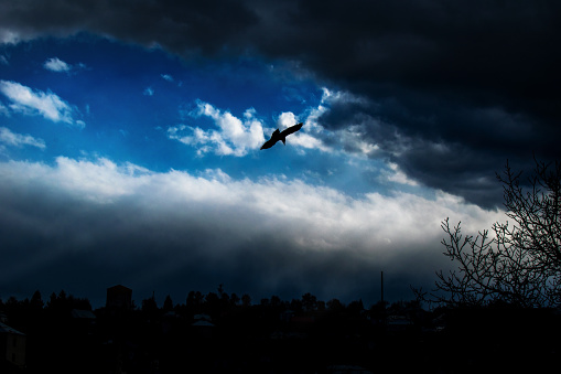 Dark landscape with dramatic blue sky, clouds and black outlines of a bird flying, tree branches and distant city