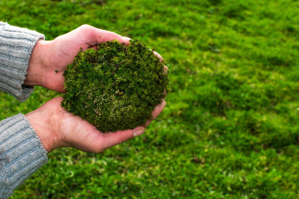 musgo verde en manos de un jardinero masculino sobre un hermoso fondo verde natural - sphagnum fotografías e imágenes de stock