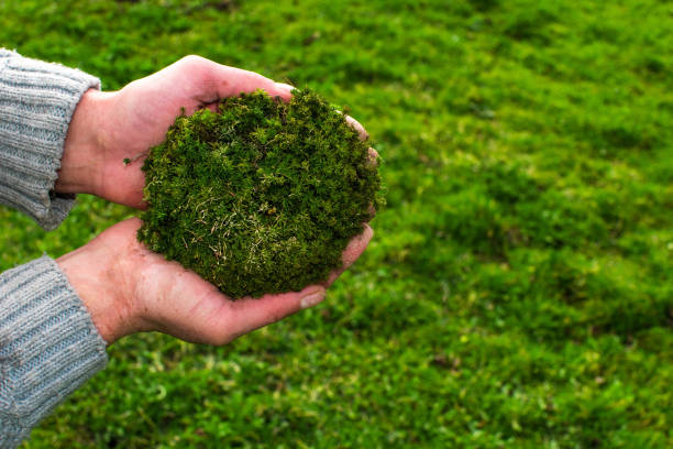 아름다운 자연 녹색 배경에 남성 정원사의 손에 녹색 이끼 - sphagnum 뉴스 사진 이미지
