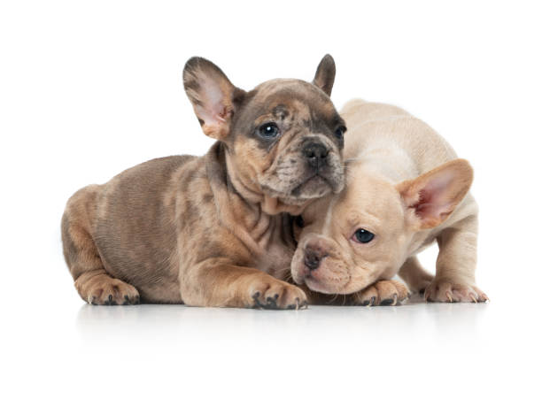 French Bulldog girl 8 weeks puppies French Bulldog girl 8 weeks puppies french bulldog stock pictures, royalty-free photos & images