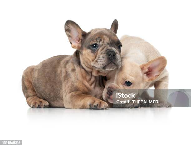 French Bulldog Girl 8 Weeks Puppies Stock Photo - Download Image Now - French Bulldog, Puppy, USA
