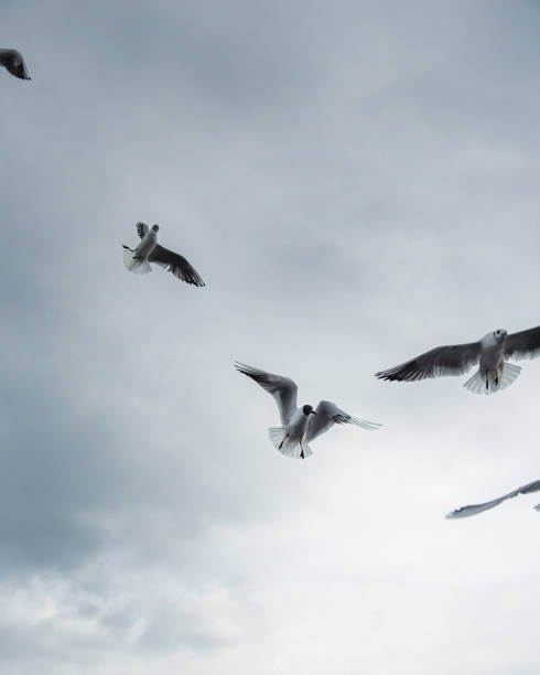 Seagulls flying in cloudy sky stock photo