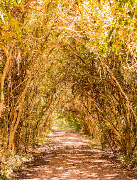 istock Vertical autumnal lansdcape of a beautiful path with trees as a background 1391869201