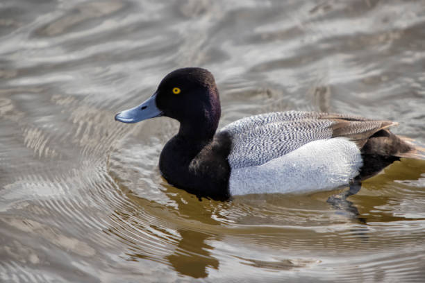 istock Lesser Scaup duck, Burnaby Lake, BC, Canada 1391871610