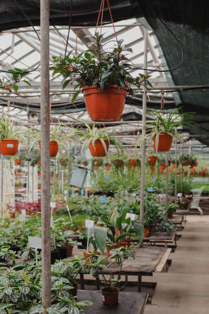 istock Green plants growing in a greenhouse 1391871827