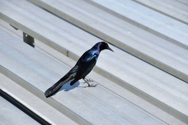 A Bird in the Bleachers A snapshot of a lone fish crow milling about on a metal bench at Merritt Island in Florida. fish crow stock pictures, royalty-free photos & images