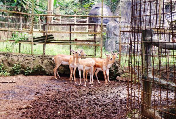 istock deers are standing in the cage 1391875242