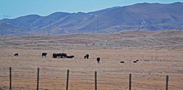 istock Herd of Black Cows 1391876958
