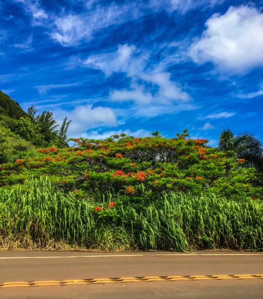 Scenic view of north shore of Hawaiian island of Kauai with its famous Napali coast at sunset