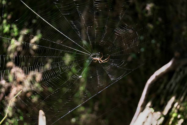 istock Spider nest that shines on a sunbeam day 1391878570