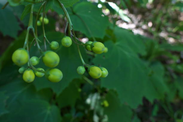 istock Yellow-green fruit of the field 1391880450