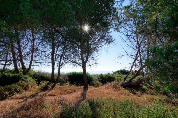 istock Coastal path in eastern plain of Corsica 1391881889