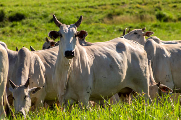 istock Herd of Nelore cattle grazing in a pasture 1391882745