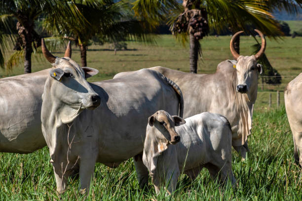 istock Herd of Nelore cattle grazing in a pasture 1391882746