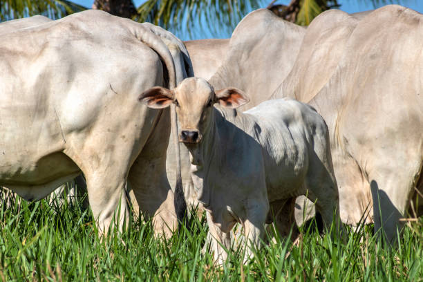 Herd of Nelore cattle grazing in a pasture