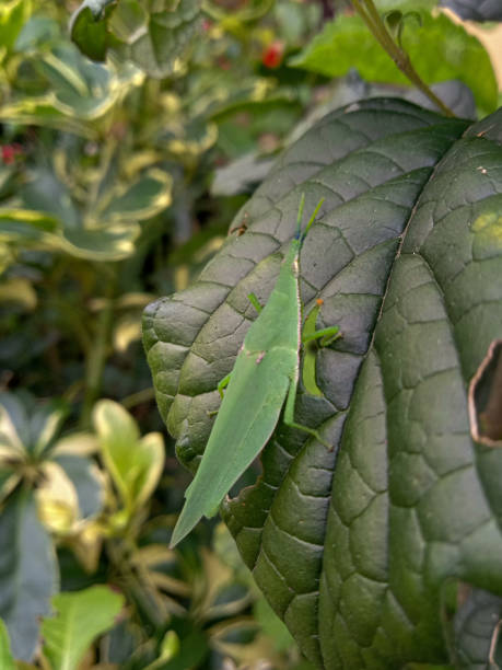 istock grasshopper eating leaves, background 1391883547