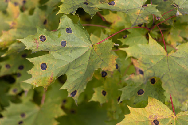 istock Infected maple leaf with a pathogen Rhytisma acerinum 1391884443