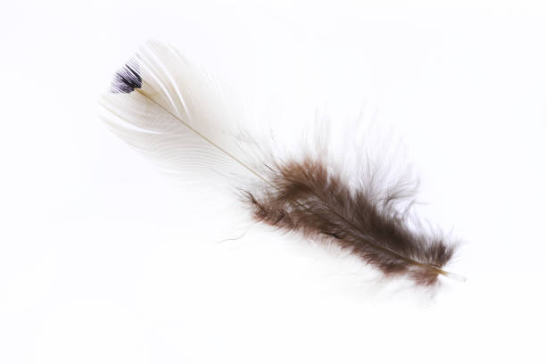 istock Brown single elegance isolated pheasant feather. Macro close-up. 1391884690