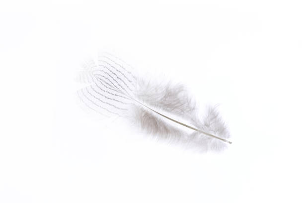 Little beauty aerial isolated pheasant feather pattern. Macro close-up.