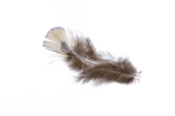 istock Fuzzy fantasy light pheasant feather texture. Macro close-up. 1391885396