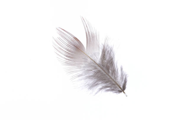 istock Little fluffy softness detailed airy pheasant feather. Macro close-up. 1391885463