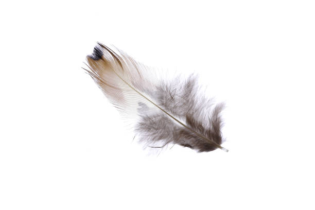 istock Fluffy gray brown softness detailed airy pheasant feather. Macro close-up. 1391885571