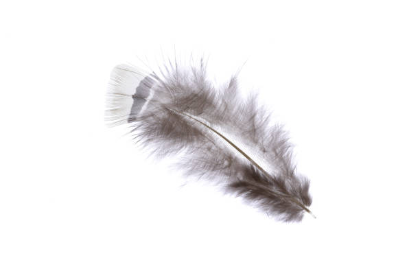 istock Fuzzy light nature aerial isolated pheasant feather. Macro close-up. 1391885579