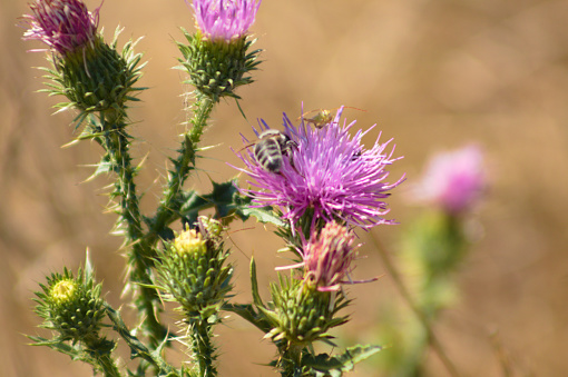 Close-up of bee pollinating spiny plumeless thistle flower with selective focus on foreground
