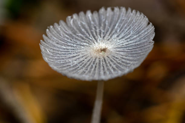 istock Big  white mushroom in the forest 1391887286
