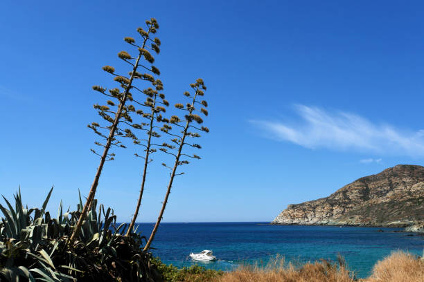 istock Coast of Centuri harbor 1391887897