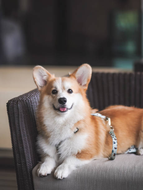 Dog on sofa. A cute dog sitting comfortably on sofa with copy space. Soft focus on the nose. Pure breed  Welsh Corgi. Vintage filter. stock photo