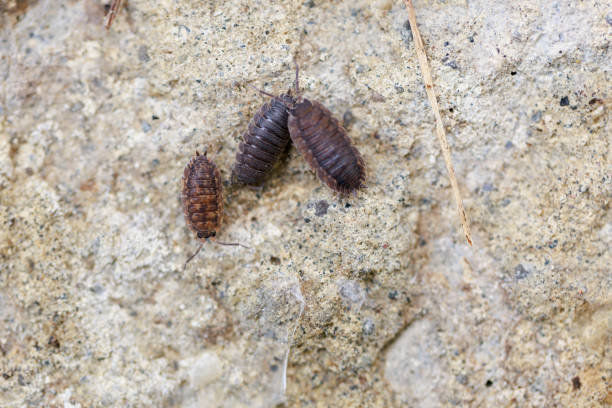 istock Porcellio scaber 1391891631