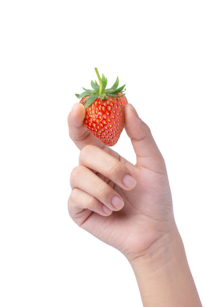 hand hält frische rote erdbeere - strawberry fruit single object food stock-fotos und bilder