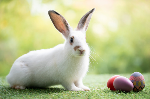 Little cute baby rabbit and easter eggs, white background