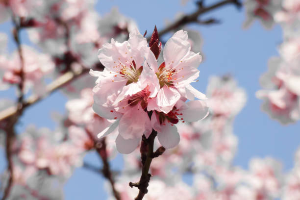 istock Bloom flower apricot tree. Apricot tree flowers with soft focus. Spring white flowers on a tree branch. Apricot tree in bloom. 1391894267