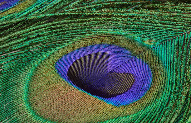 istock Macro Photograph of Peacock Feather 1391895682