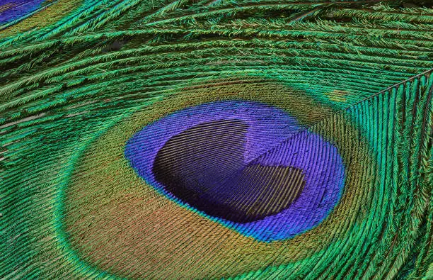 Macro close up photograph of a peacock feather with fine detail and colours
