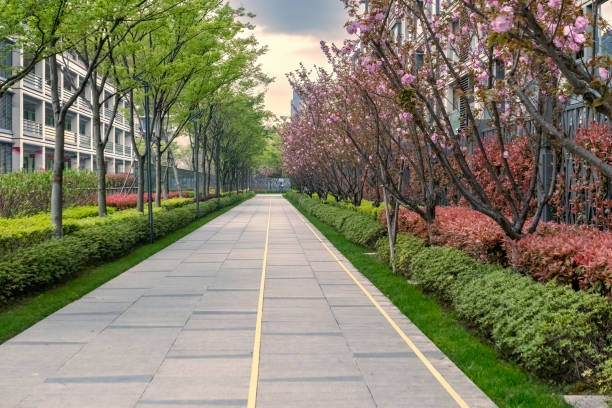 istock Residential boulevard in the morning sun 1391897110