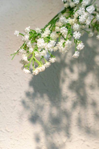 The shadow cast by the hanging flowers on the wall