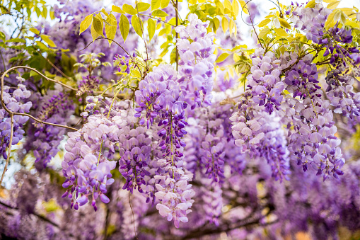 An intense and delicate flowering of wisteria with shades of purple and lilac. Image in High Definition format.
