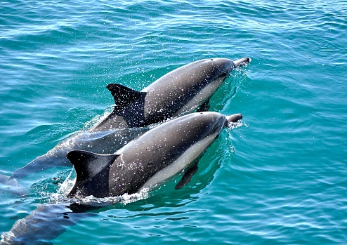 Pair of dolphins, dolphins swimming in the ocean.