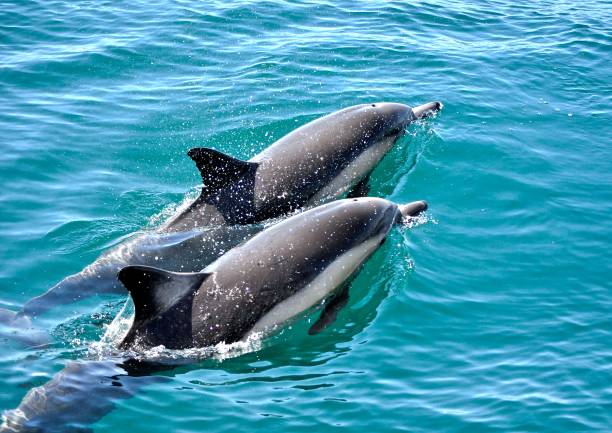 para delfinów, delfiny pływające w oceanie. - two dolphins zdjęcia i obrazy z banku zdjęć