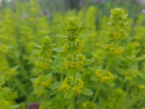 istock Yellow wildflowers growing wild 1391898261