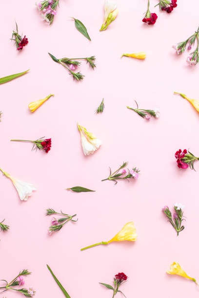 Flower flat lay for decorative design on pink background. Minimal romantic hipster concept, summer mockup background with wildflowers.